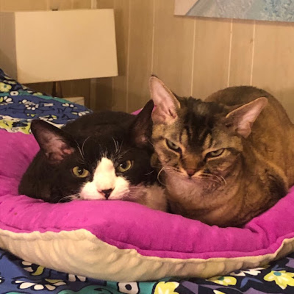 Meet your Posher, Leslie